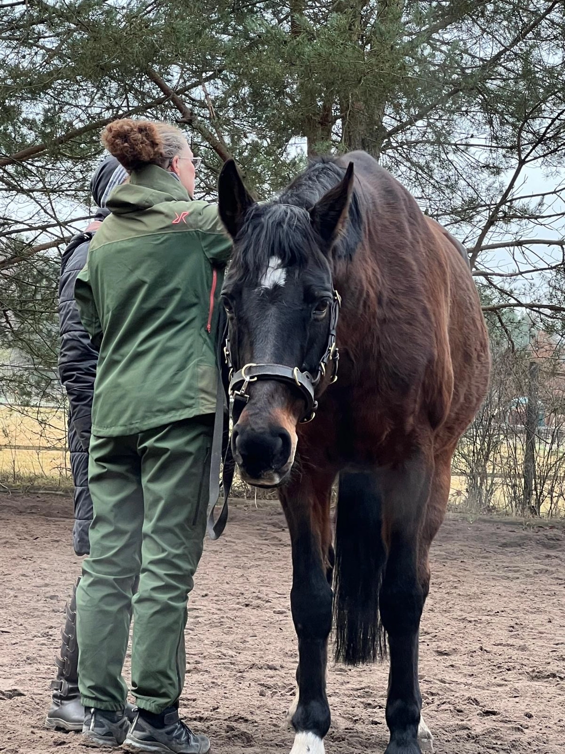 Seelenanker Pferde - Pferdetrainer und Reitpädagoge - Eine Frau in einer grünen Jacke Pferdepflege ein dunkelbraunes Pferd im Freien.