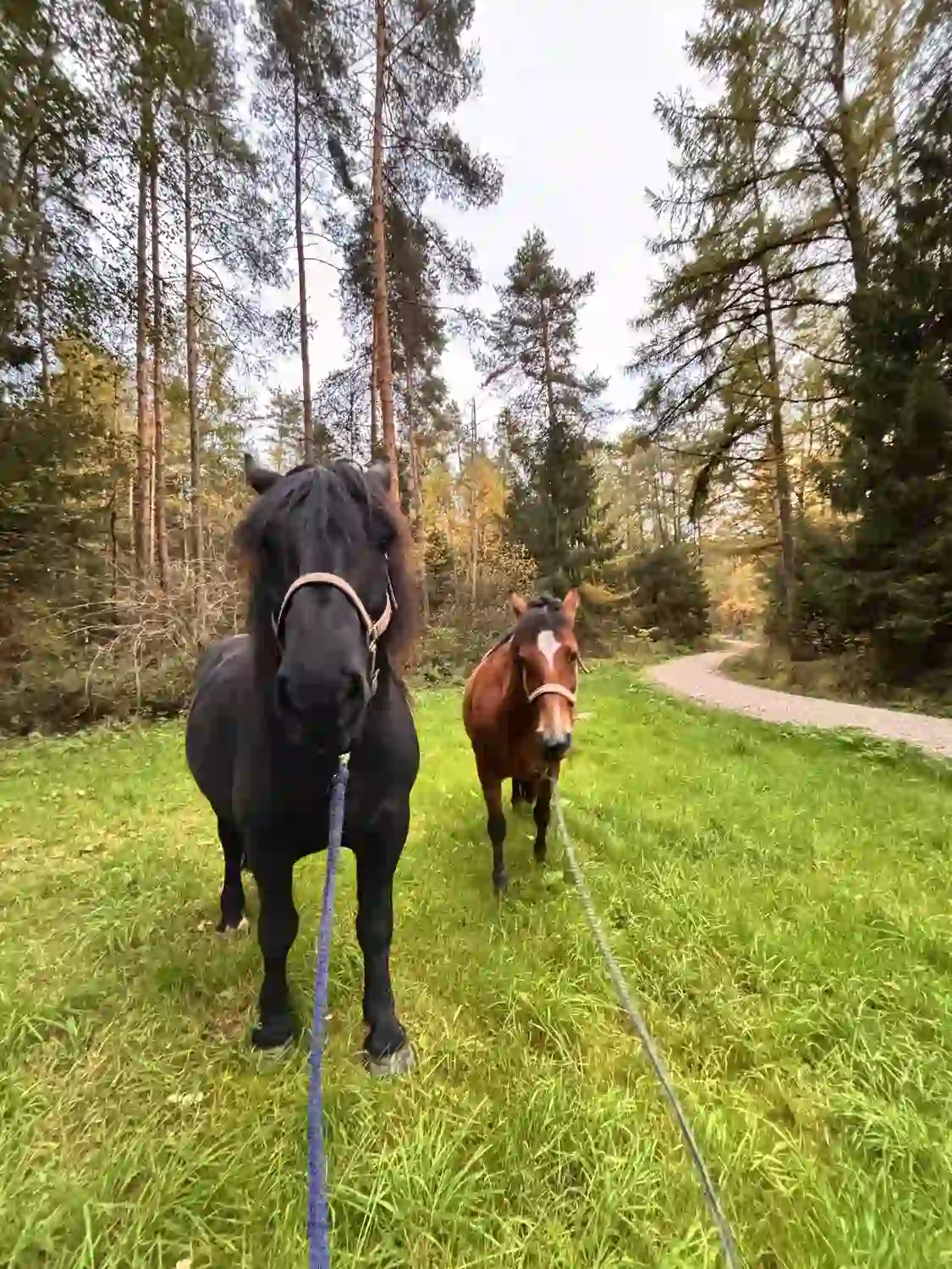 Seelenanker Pferde - Pferdetrainer und Reitpädagoge - Pferdeverkauf